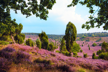 Leuchtende Erika-Blüten in voller Pracht unter blauem Himmel in der Lüneburger Heide