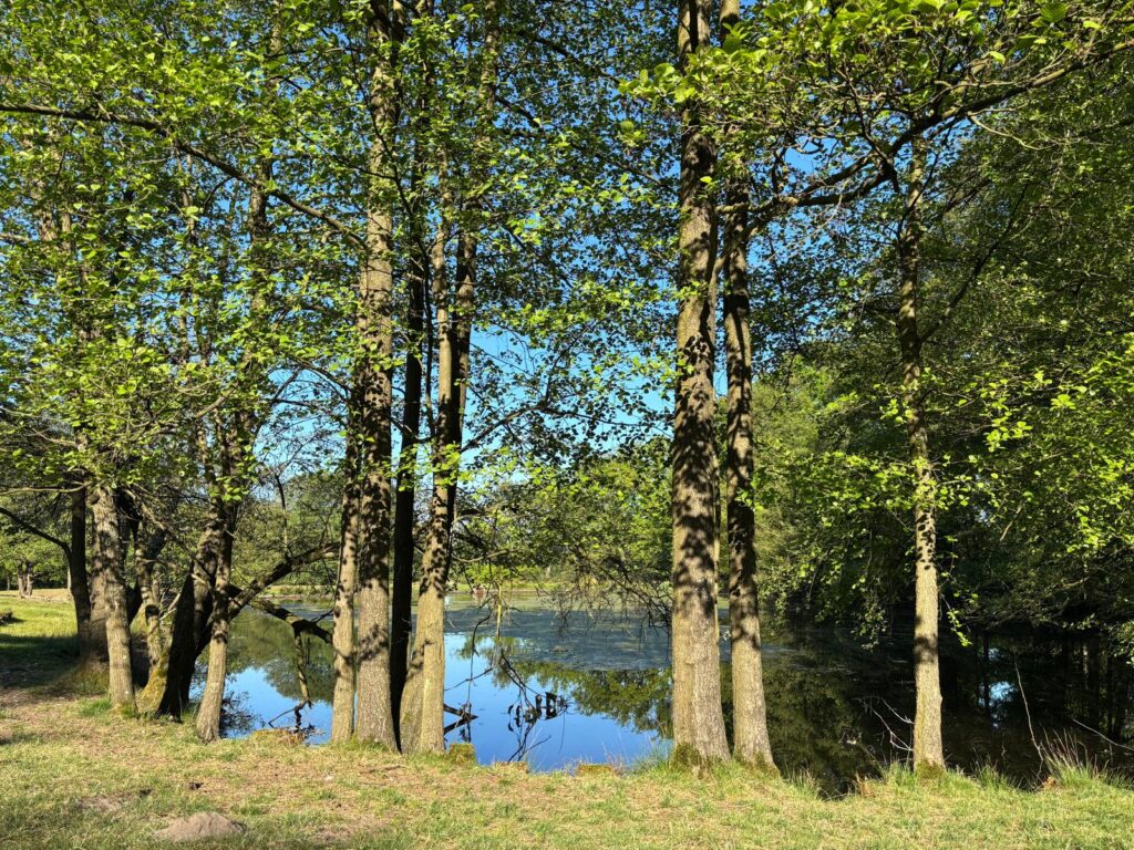 Moorlandschaft mit Wasserfläche, Vegetation und blauem Himmel in der Lüneburger Heide