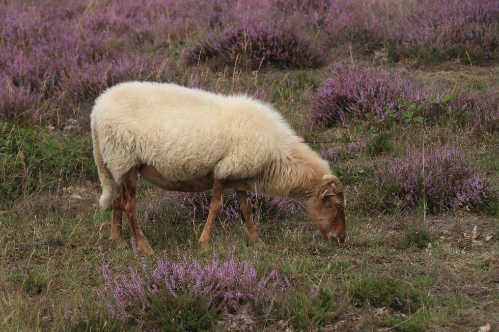 Heidschnucke grast allein auf einer lila Heidefläche in der Lüneburger Heide