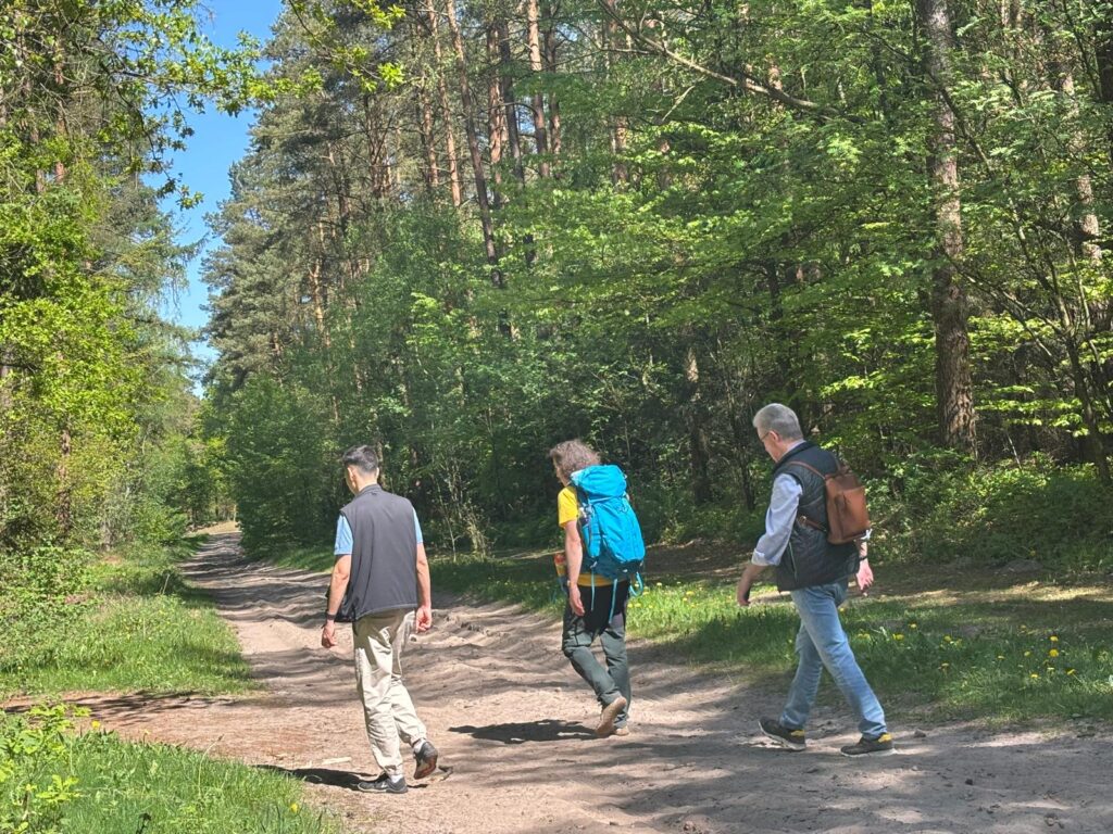 Drei Männer wandern entspannt durch einen sonnigen Waldweg in der Lüneburger Heideim Wald