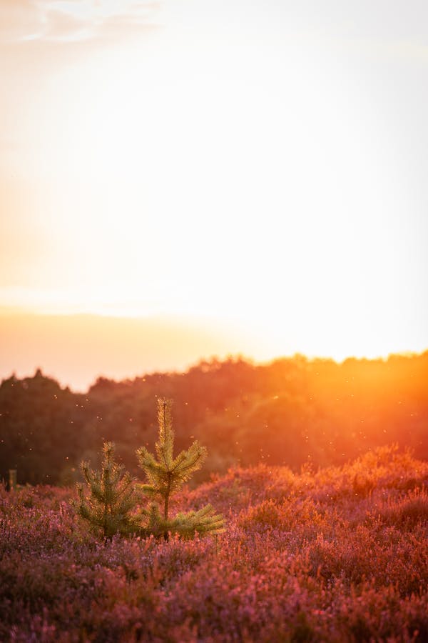 Historische Hügelgräber im Abendlicht in der Heide bei Wilsede