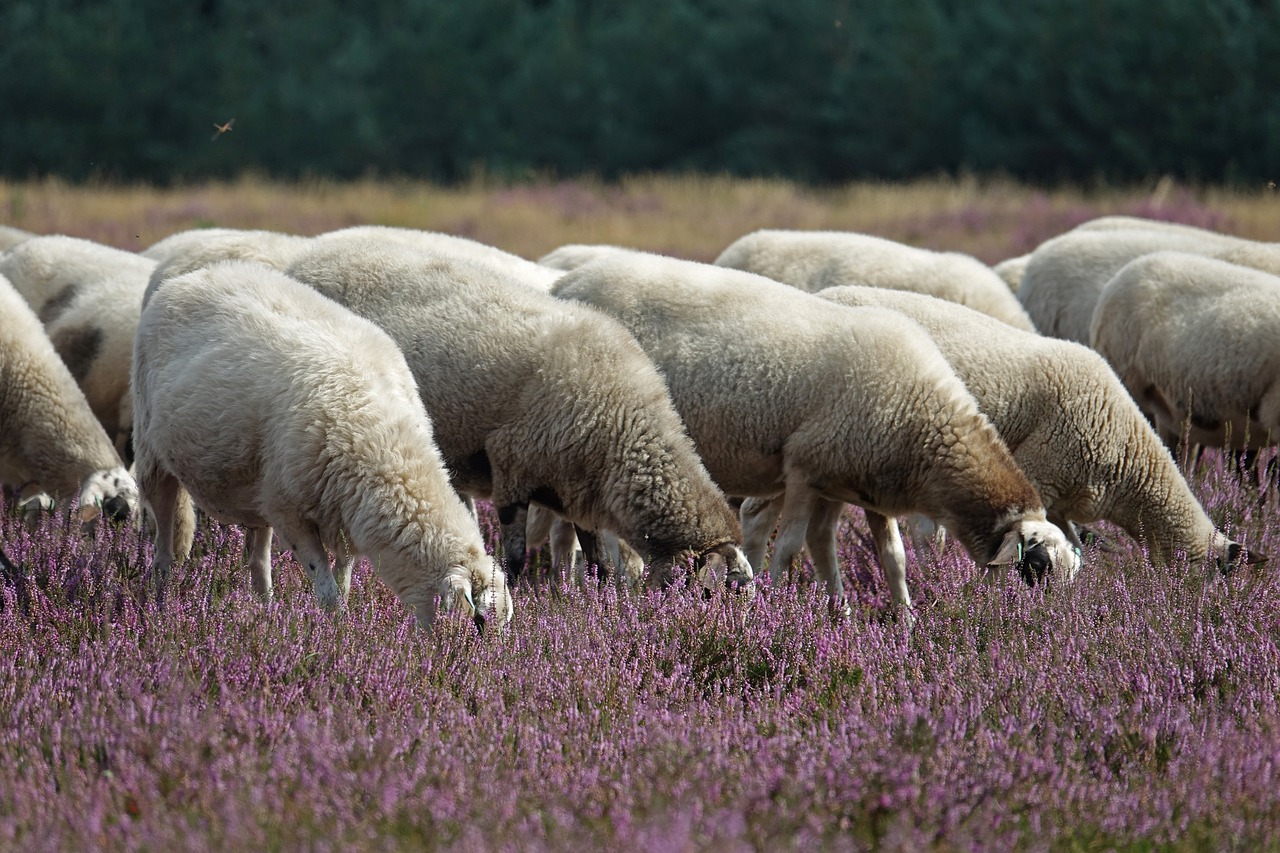 Heidschnuckenherde grast zwischen blühender Heide – Landschaftspflege in der Lüneburger Heide